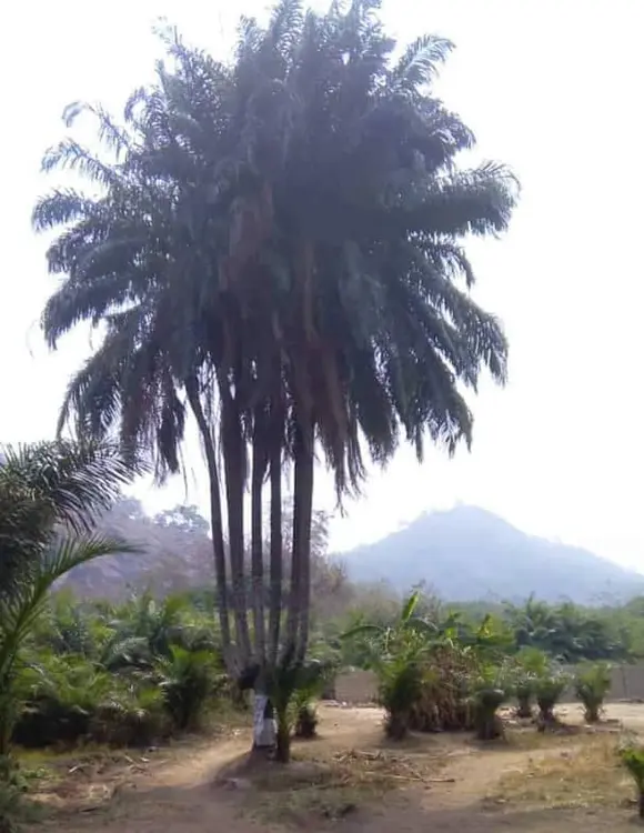 Détin alà tɛnwé nɔ