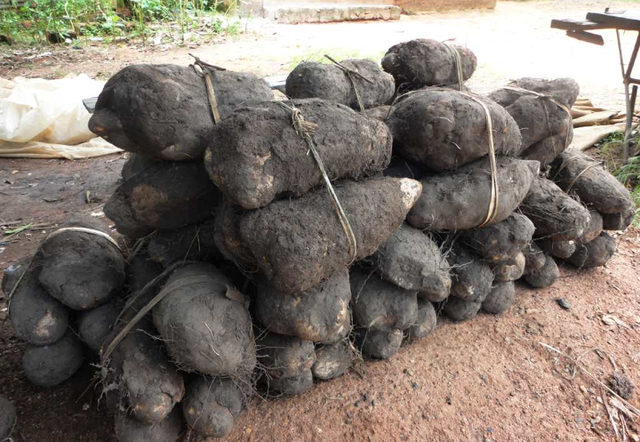 Tubercule de Laboko